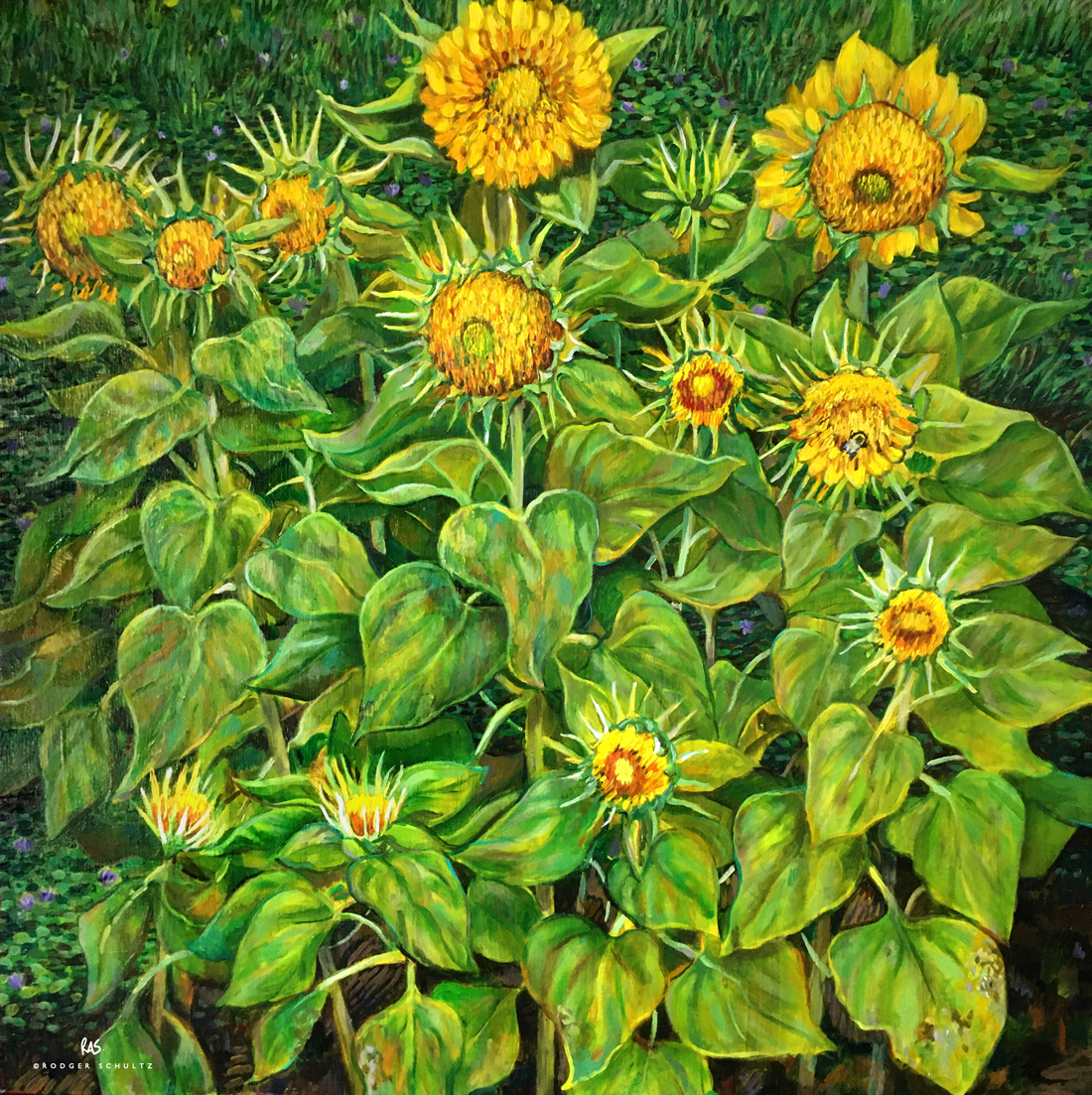 Heartsong Sunflowers